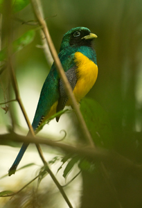 trogon